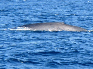 シロナガスクジラ　太平洋